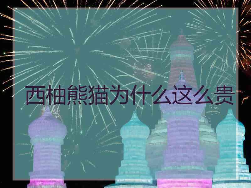 西柚熊猫为什么这么贵