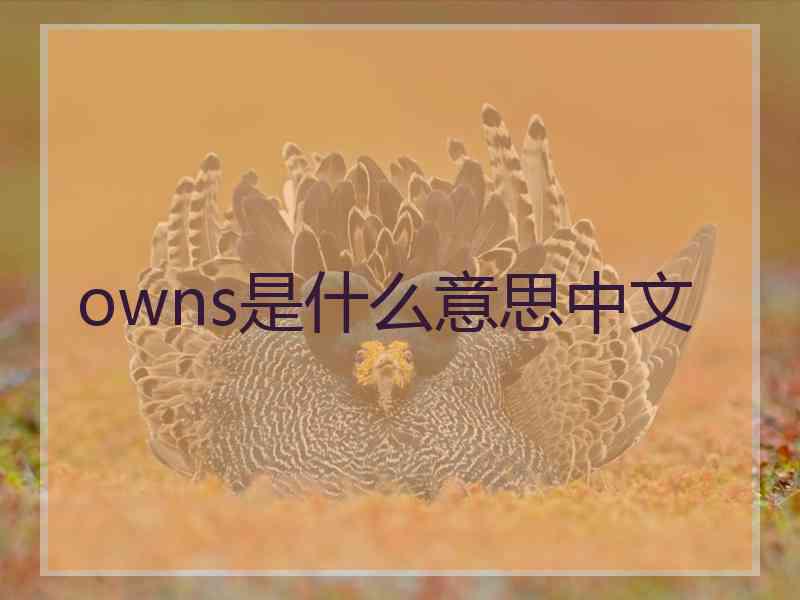 owns是什么意思中文