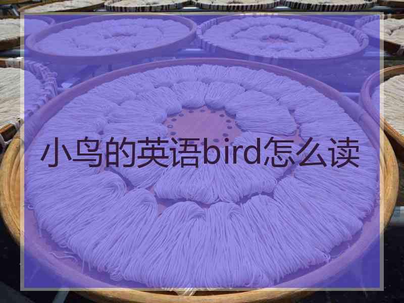 小鸟的英语bird怎么读